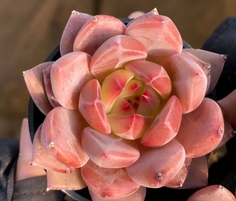 Pink-red succulent rosette in 4-inch pot