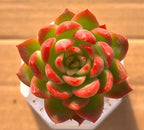 Succulent plant in white pot, green rosette with red-edged leaves.