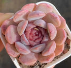 Pink and peach rosette succulent in a white pot, rounded speckled leaves