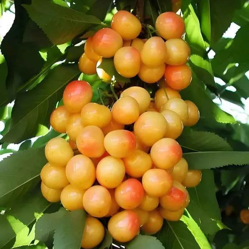 Rainier Cherry Tree