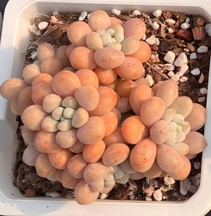 Succulent plant in white 4-inch pot with peach, orange, and cream rosette clusters