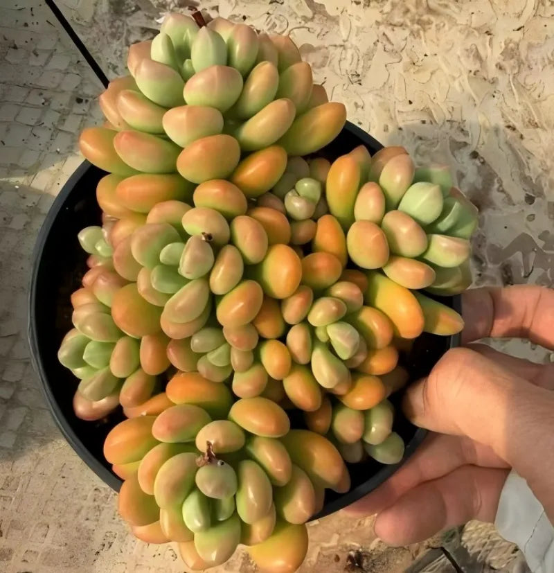 Sedum succulent in 6.5 in black pot, dense clusters of green and orange oval leaves