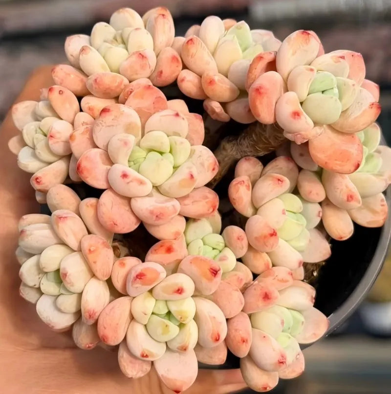 Sedum succulent in 4-inch pot, orange-peach and pale green rosette leaves