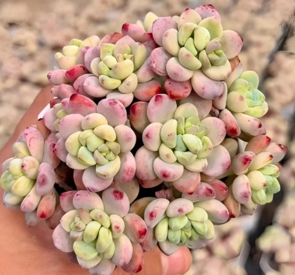 Sedum Clavatum Soil Song