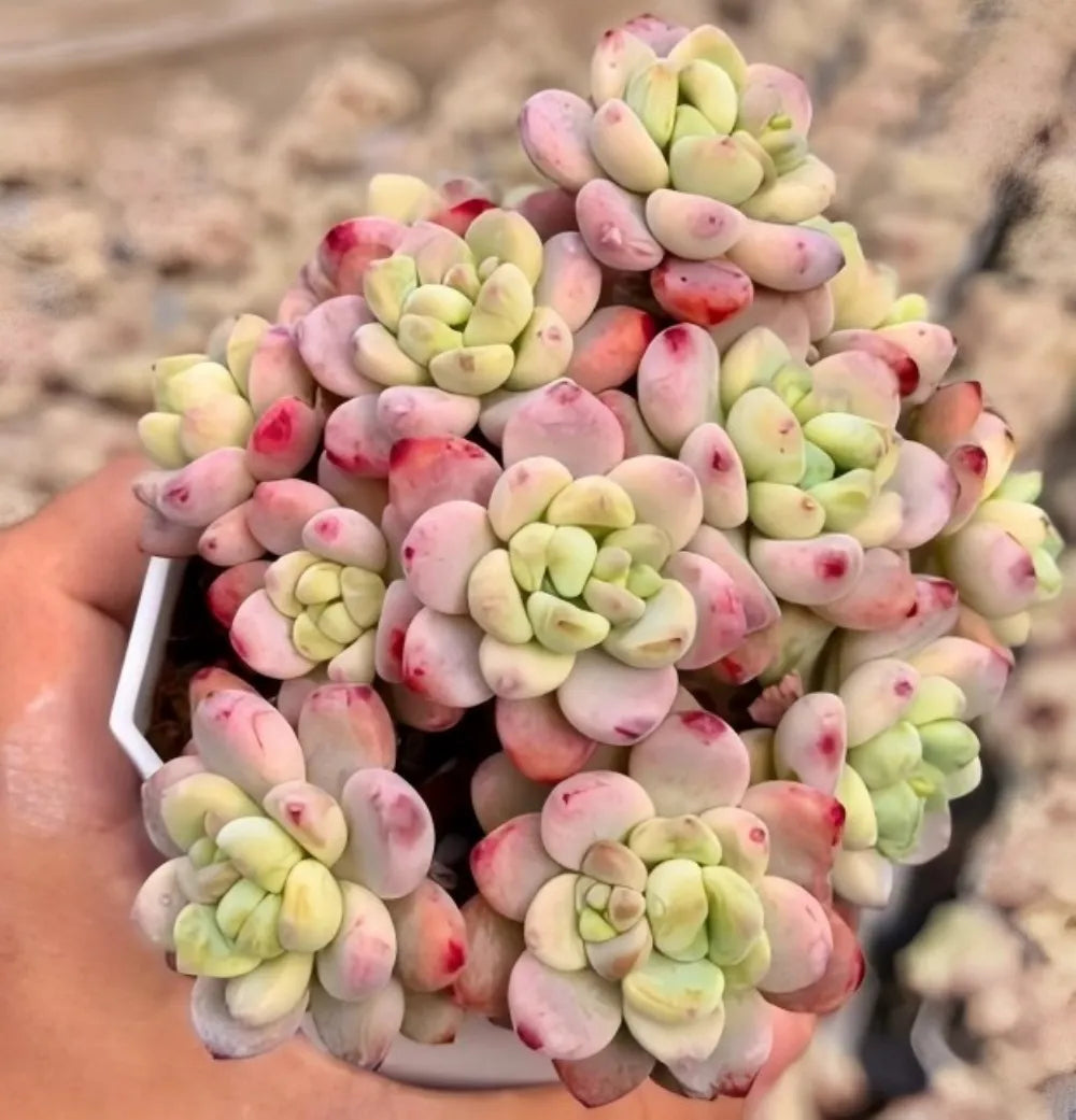 Sedum Clavatum Soil Song