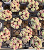 Sedum Clavatum Soil Song