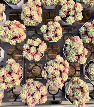 Sedum Clavatum Soil Song