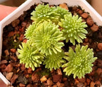 Sedum Multiceps Soil Song