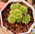 Sedum multiceps succulent in white hex pot, five lime-green rosettes