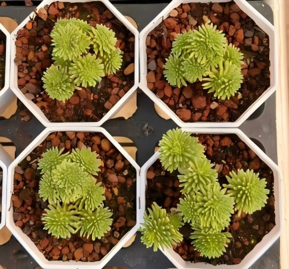 Sedum multiceps succulent tray with four hex pots and bright green rosettes