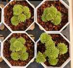 Sedum Multiceps Soil Song