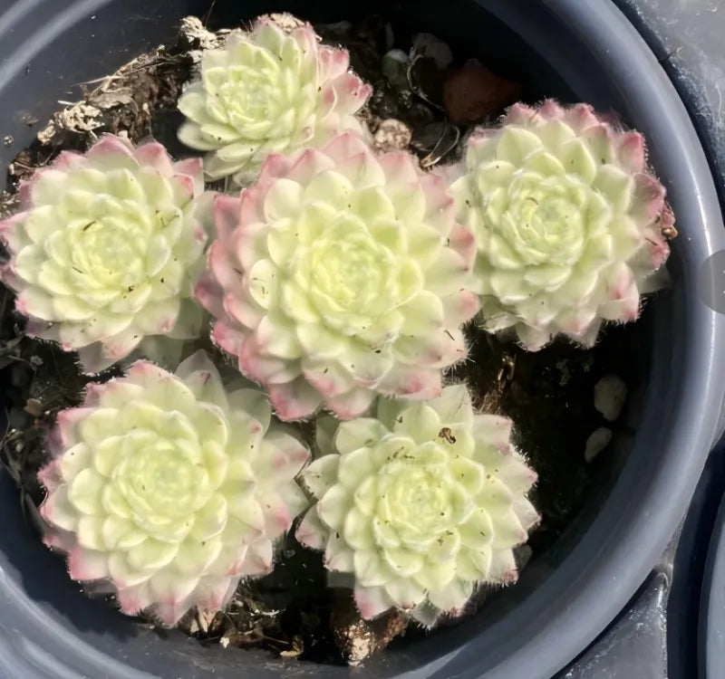 Variegated Sempervivum rosettes in a gray 4-inch pot