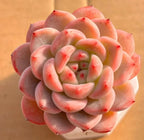 Pink-green succulent rosette with layered petals in small white pot