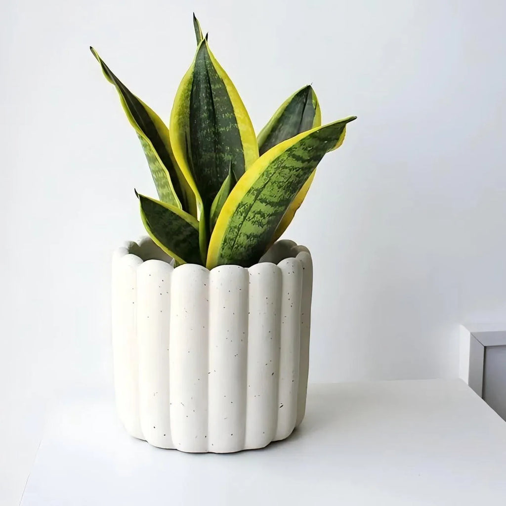 Snake Plant Soil Song
