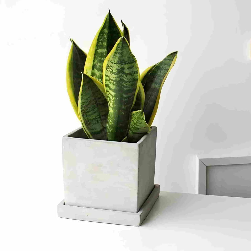 Snake Plant Soil Song