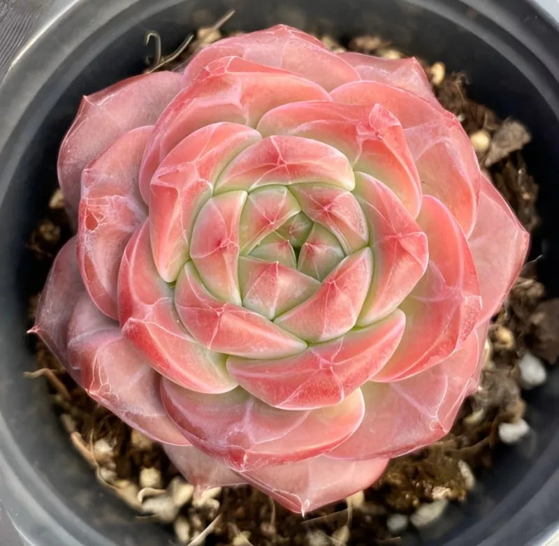 Pink hibiscus succulent in 4-inch pot, close-up of rosette leaves