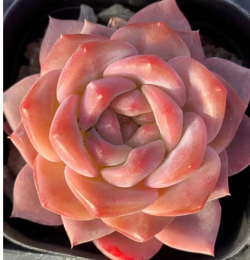 Snow hibiscus succulent bloom in 3-inch pot, pink-orange rosette with curled petals