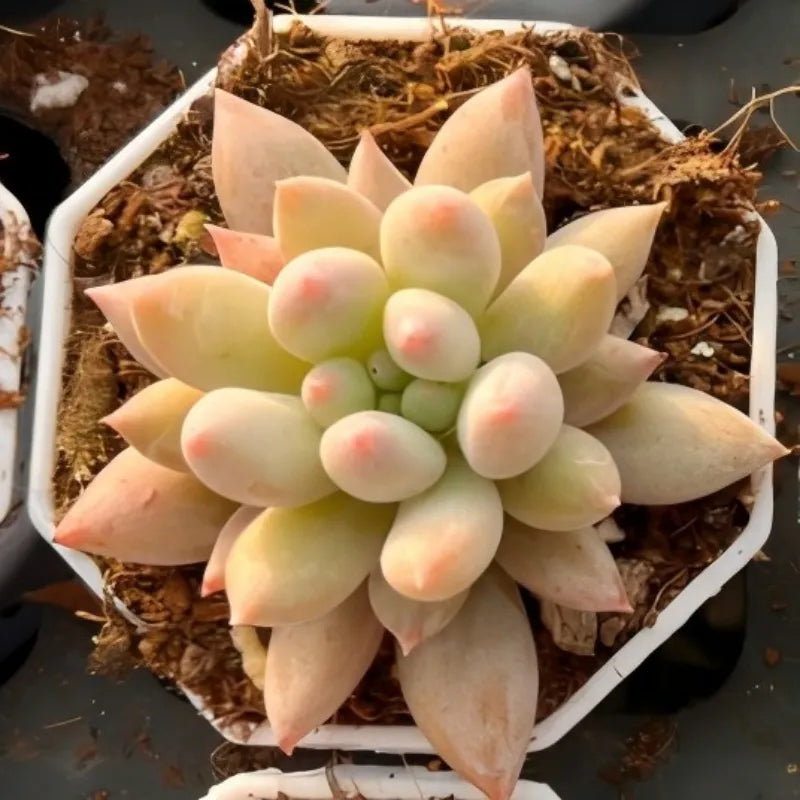 Succulent rosette in small pot, pale green and cream leaves with pink tips
