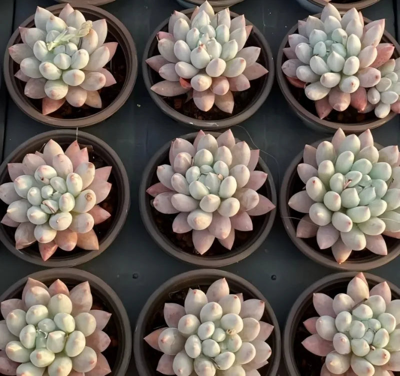 Multiple 4-inch pot succulents in round pots, pale green rosettes with pink tips