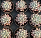 Multiple 4-inch pot succulents in round pots, pale green rosettes with pink tips