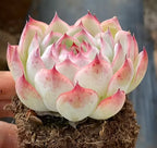 Hand-held succulent rosette in 3-inch pot, pale cream leaves with pink blotched edges.