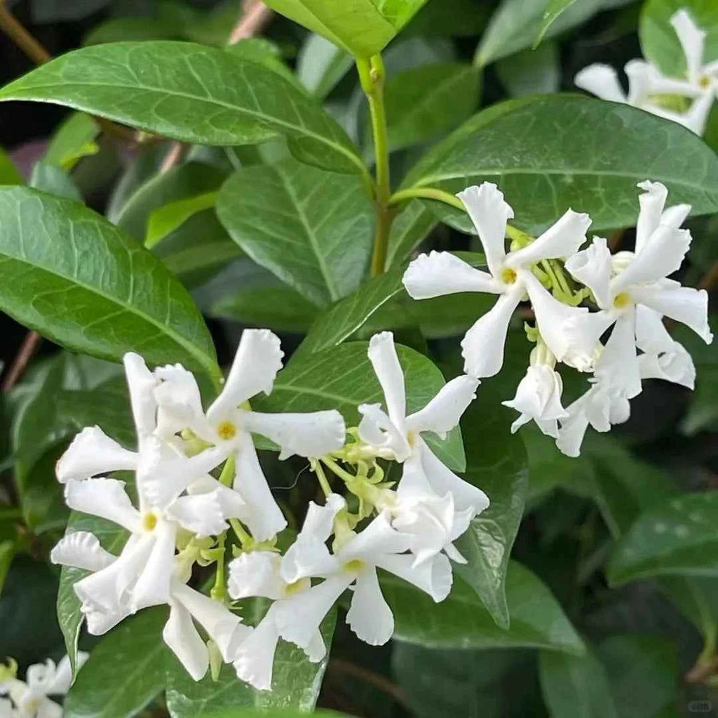 Star Jasmine