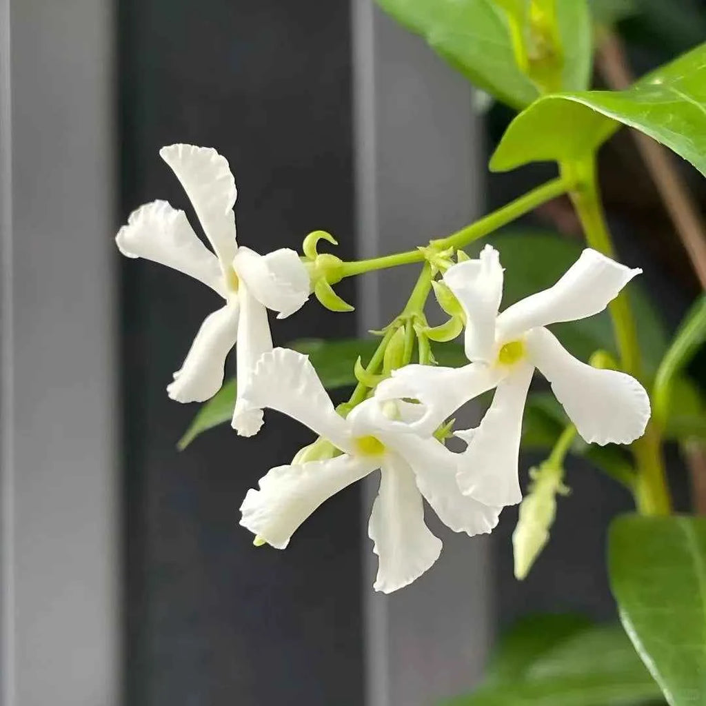 Star Jasmine