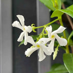 Star Jasmine