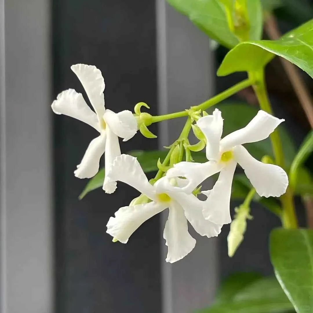 Star Jasmine