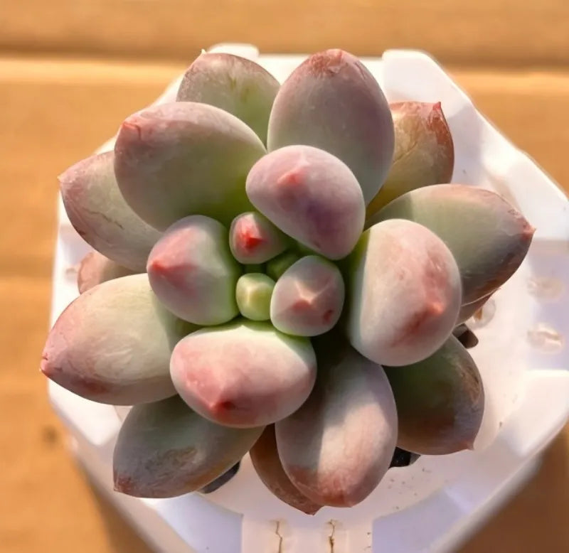Star-shaped rosette succulent in small white pot, green leaves with rosy tips