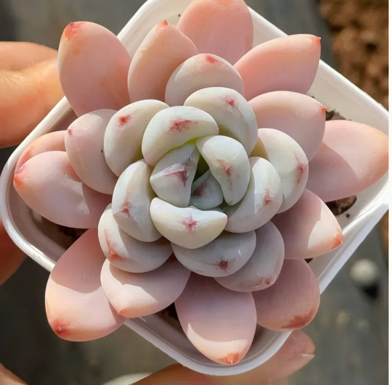 Star Snow succulent in 2-inch pot: pale pink rosette with white inner leaves, red flecks