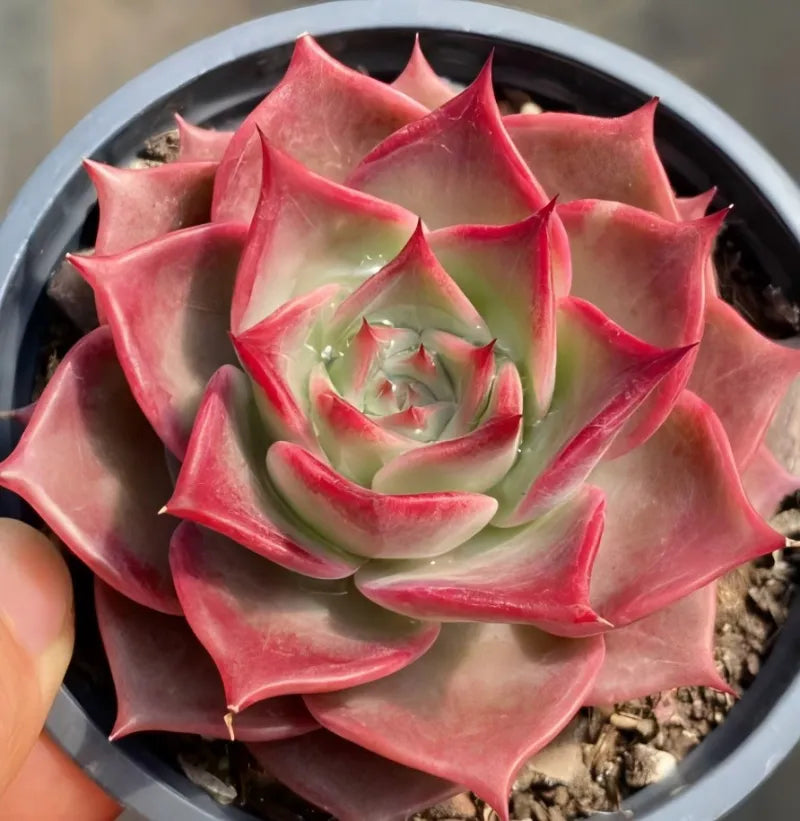 Pink succulent rosette close-up in 4-inch round pot