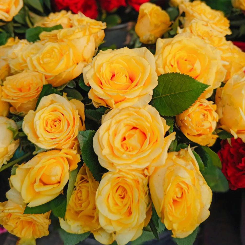 Vibrant yellow Sunny Bubble Rose saplings with green leaves at Soil Song