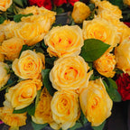 Vibrant yellow Sunny Bubble Rose saplings with green leaves at Soil Song