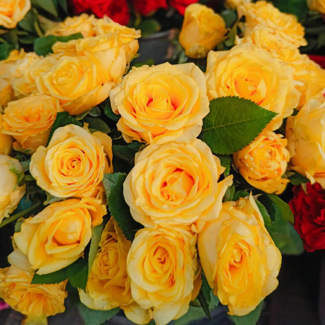 Vibrant yellow Sunny Bubble Rose saplings with green leaves at Soil Song