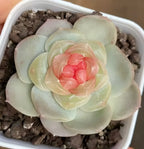2-inch pot succulent in white square planter with dark gravel, pale mint petals and pink center