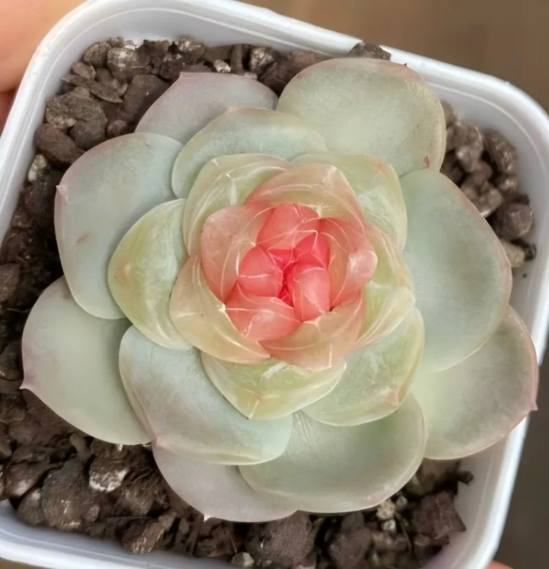 2-inch pot succulent bloom in white square planter, layered pale mint petals with pink center