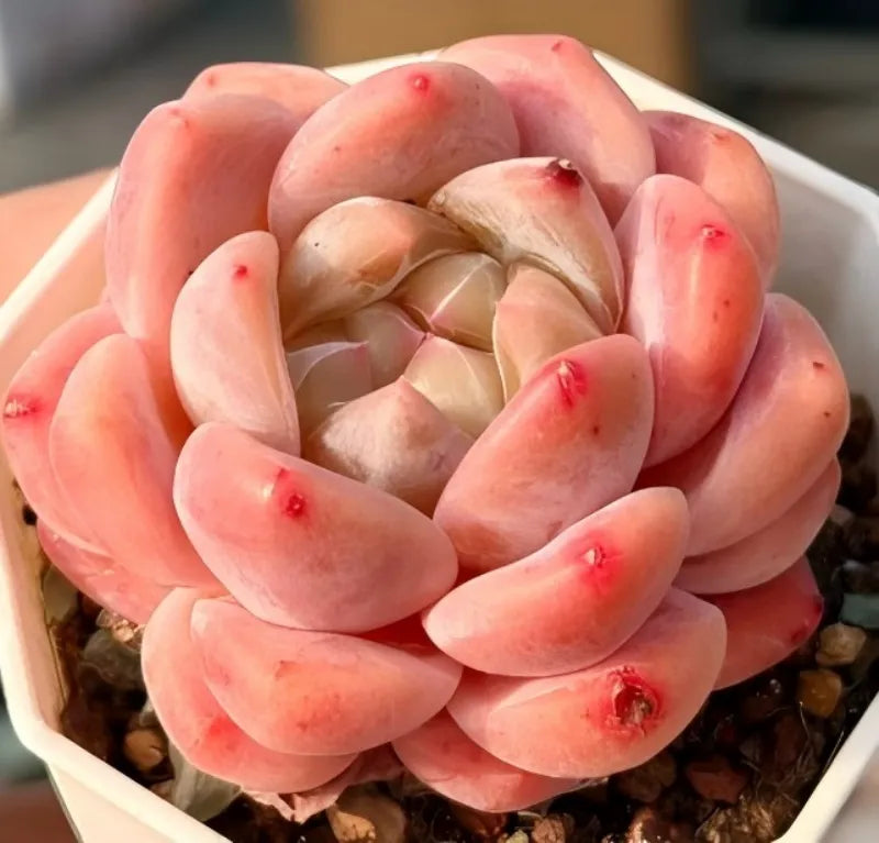 Peach and cream rosette succulent with tight center in a white 3-inch pot