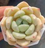 Tuberose plant cluster with cream and mint green leaves, small red tips
