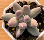 Pale green succulent rosette in small white square pot, pink-tipped leaves