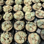 Assorted succulent plants in small pots, pale green rosettes with pink-tinged tips