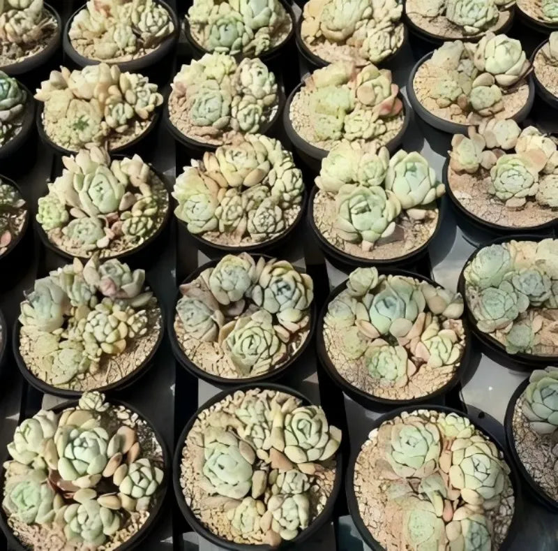 Assorted succulent plants in small pots, pale green rosettes with pink-tinged tips