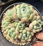 Potted succulent rosette with light green fleshy leaves and subtle pink highlights