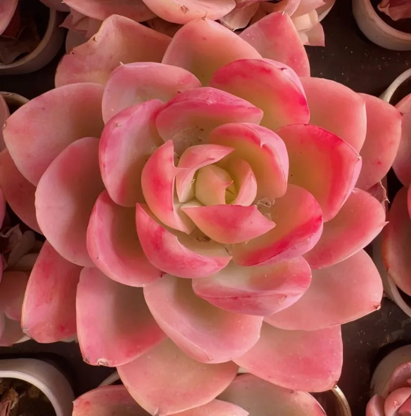 Pink succulent plant rosette with pale center, tight close-up among similar plants