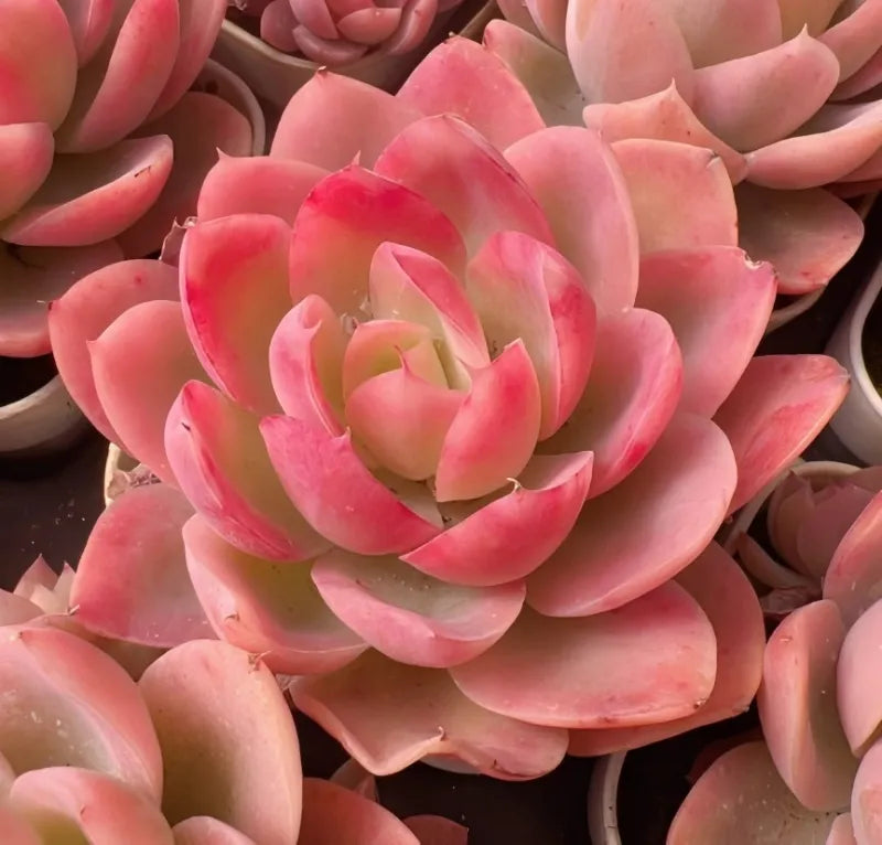 Pink succulent plant with layered rosette leaves, close-up view