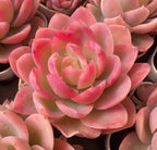 Pink succulent plant with layered rosette leaves, close-up view