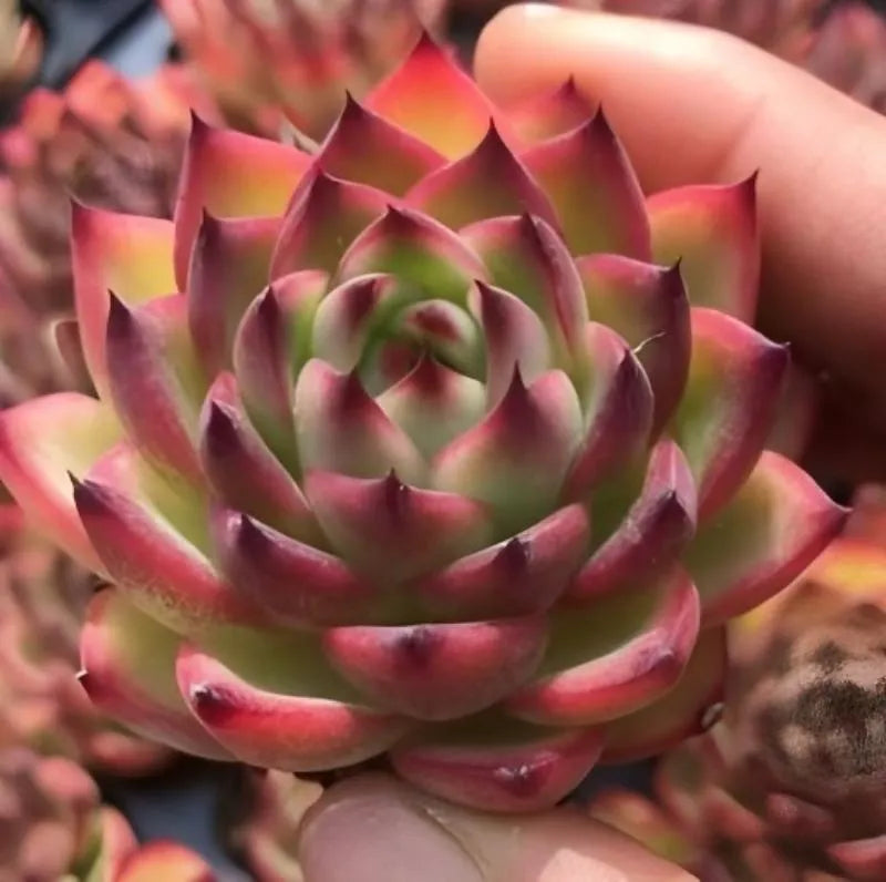 Echeveria Moonstone succulent rosette with pink and green layered leaves