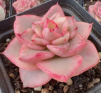 Pink rose flower in black tray with gravel, layered petals and light red mottling
