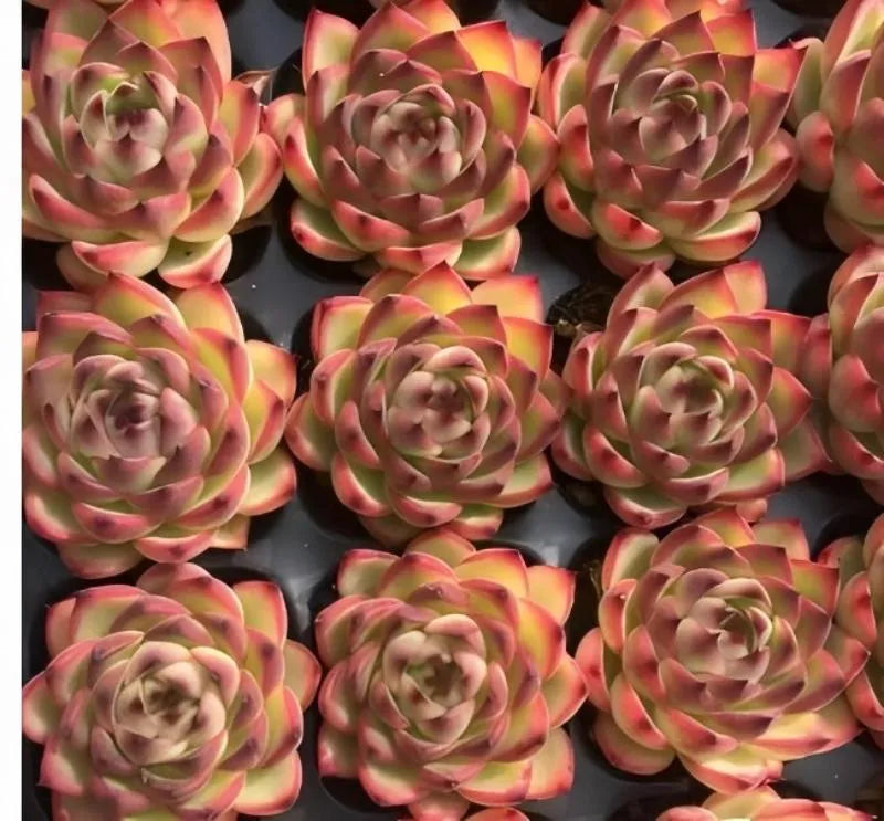 Echeveria succulent rosette cluster in rows, pink and green layered leaves