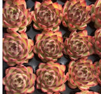 Echeveria succulent rosette cluster in rows, pink and green layered leaves